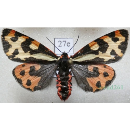 Parasemia plantaginis (Linnaeus, 1758) female Niedźwiedziówka babkówka, misiówka czwórka Poland27e